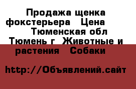 Продажа щенка фокстерьера › Цена ­ 4 000 - Тюменская обл., Тюмень г. Животные и растения » Собаки   